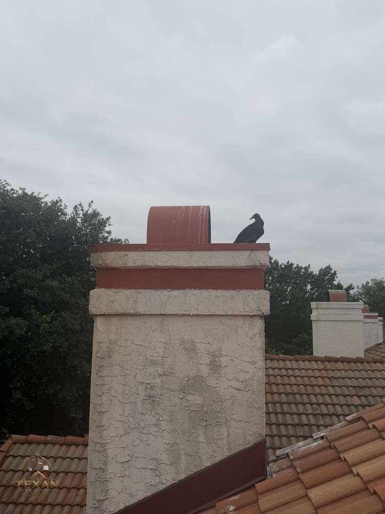 Bird perched on an uncapped Dallas–Fort Worth chimney — an open invitation to nest inside