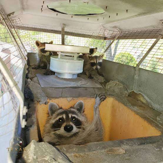 Humane animal removal — every guest rehomed — Texan Flue, Dallas–Fort Worth